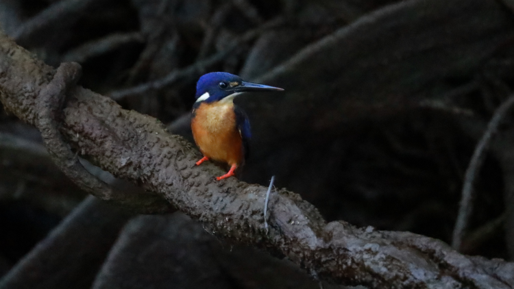 <p>Kingfisher by Hannah Bayliss&nbsp;</p>