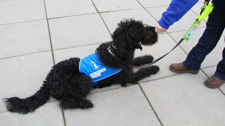 <p>A fluffy friend from the charity Guide Dogs getting ready to meet students&nbsp;</p>